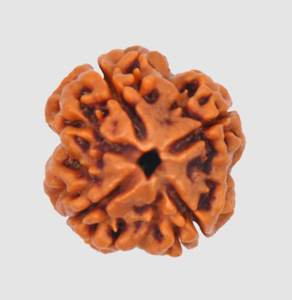 Four Mukhi Rudraksha